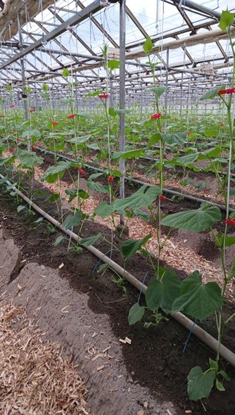 高知県(冬春きゅうり)