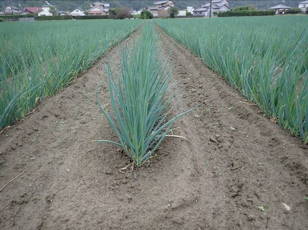 静岡県(秋冬ねぎ)