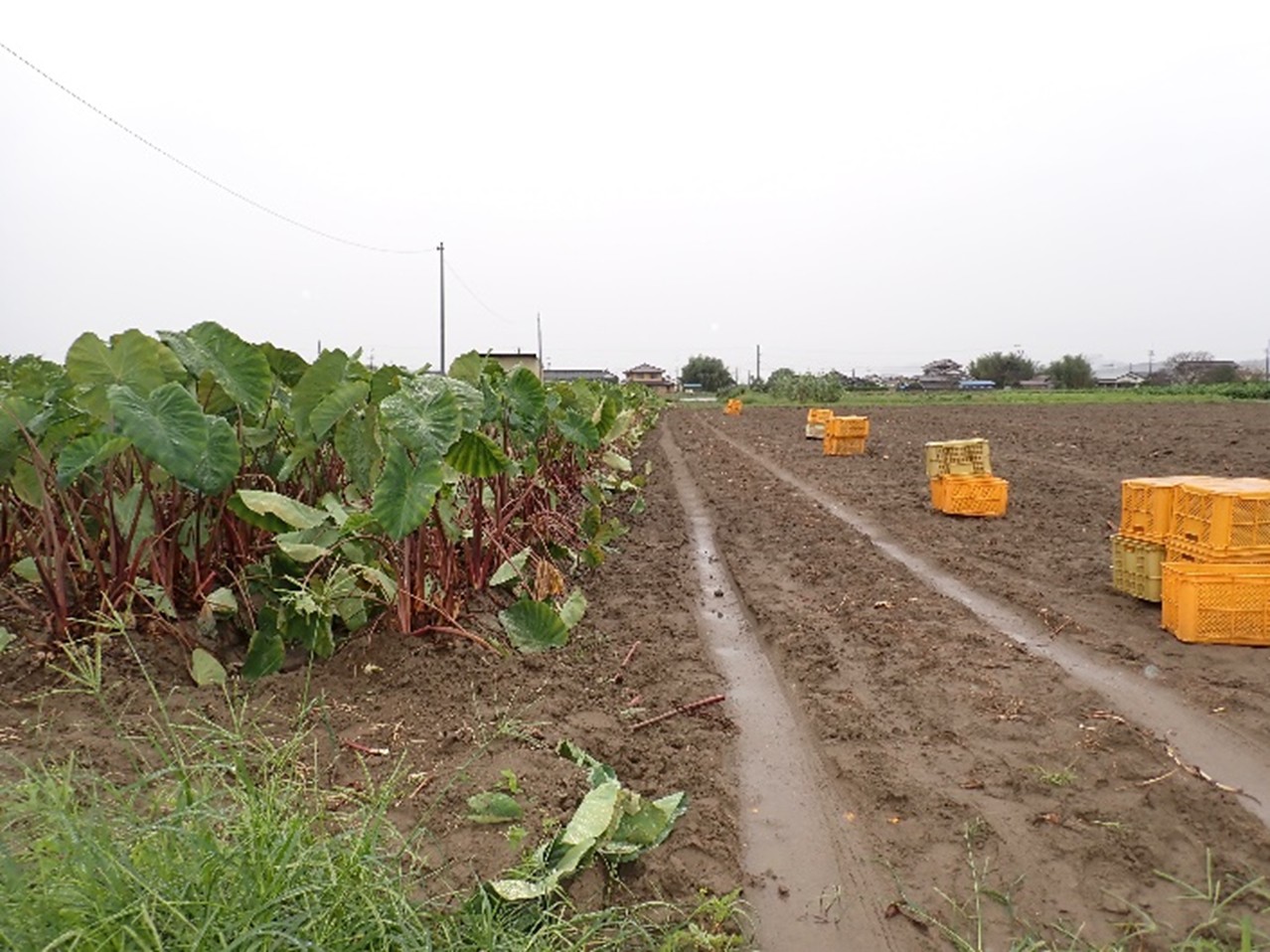静岡県(秋冬さといも)