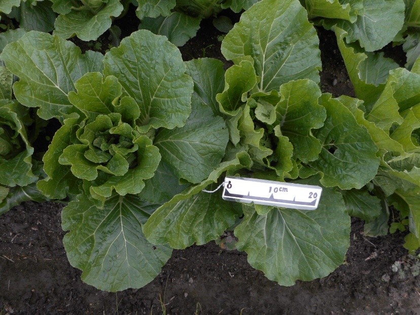 三重県(秋冬はくさい)