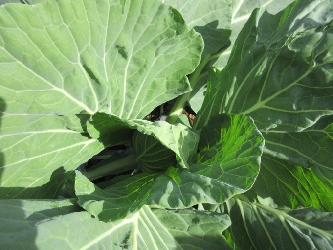 東京都(冬キャベツ)