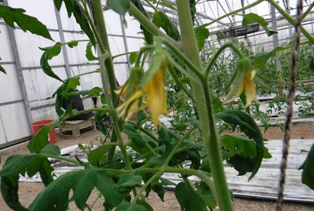 沖縄県(冬春トマト)