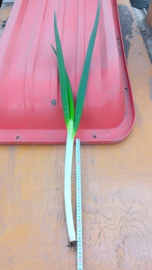 秋田県(秋冬ねぎ)