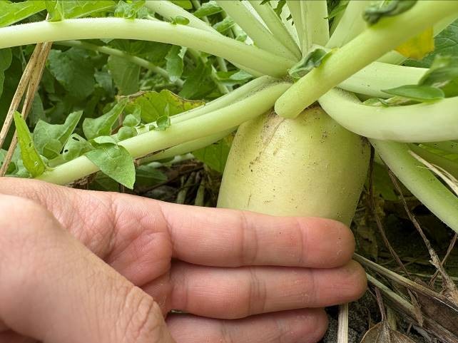 静岡県(秋冬だいこん)