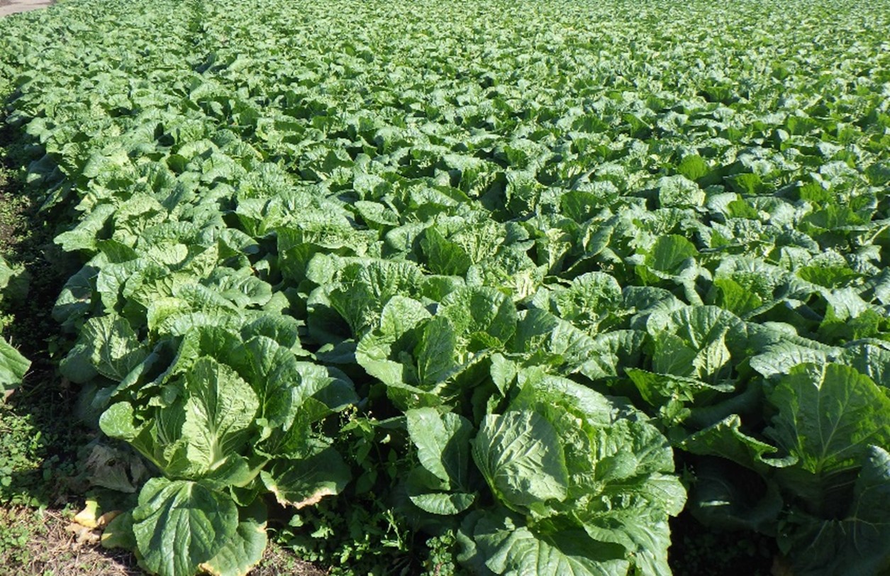 茨城県(秋冬はくさい)