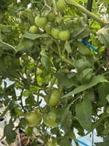 熊本県(冬春トマト)