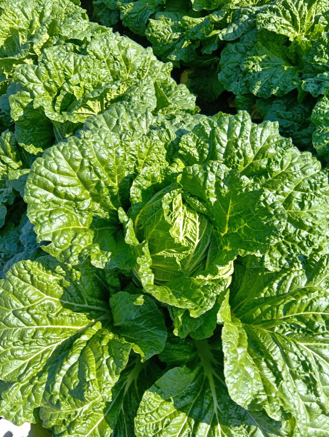 兵庫県(秋冬はくさい)