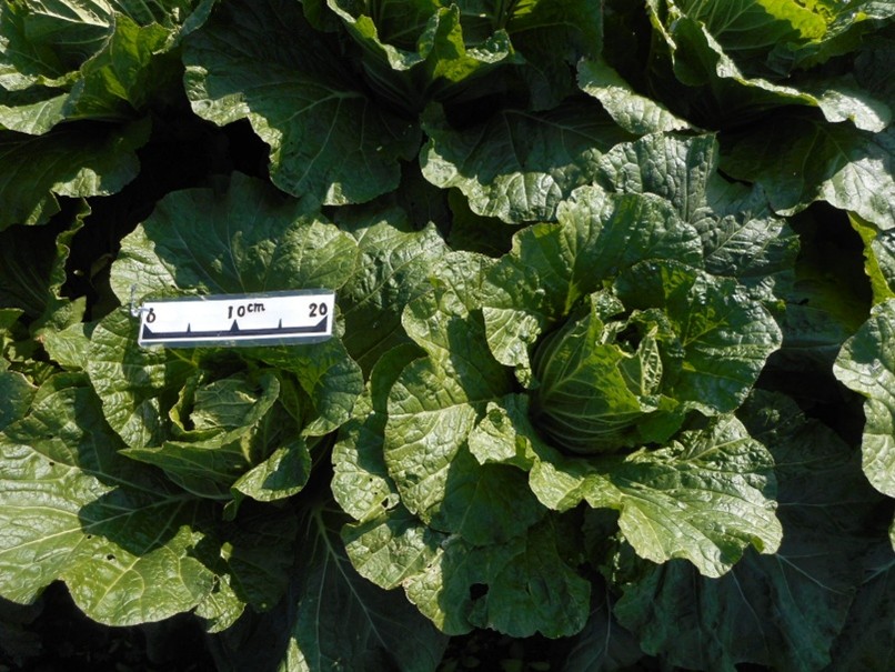 三重県(秋冬はくさい)