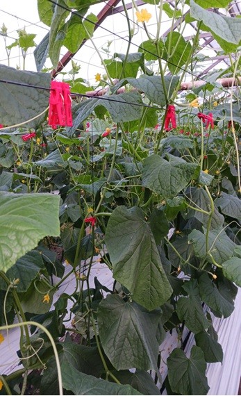 高知県(冬春きゅうり)