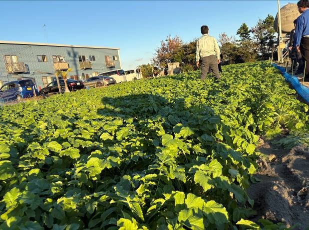 静岡県(秋冬だいこん)