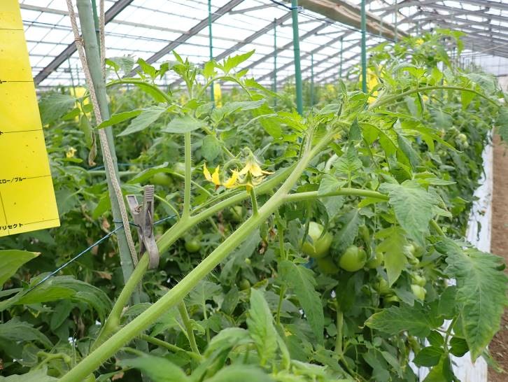 静岡県(冬春トマト(小笠:大玉))