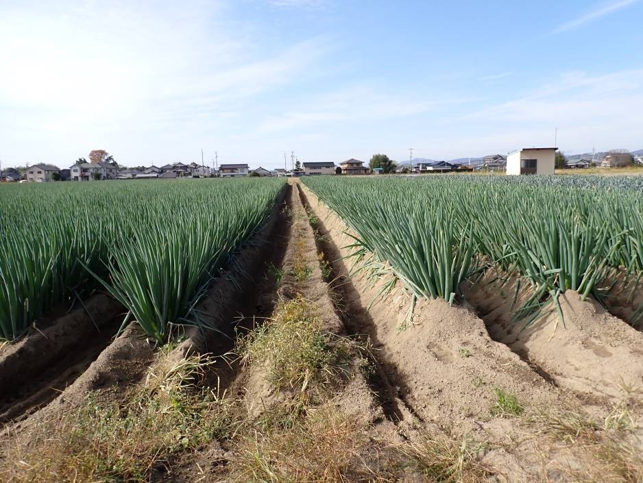 静岡県(秋冬ねぎ)