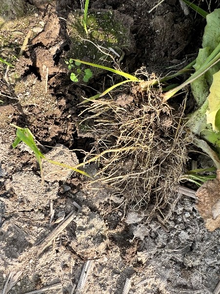 香川県(冬レタス)