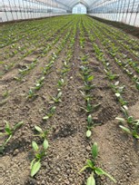 宮城県(ほうれんそう)