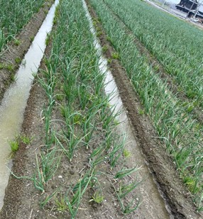 愛媛県(たまねぎ)