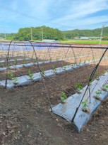 宮城県(夏秋きゅうり)