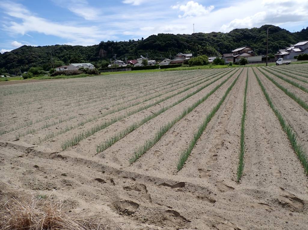 静岡県(秋冬ねぎ)