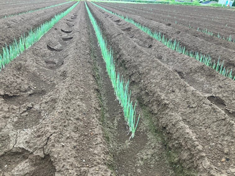 埼玉県(秋冬ねぎ)