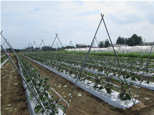 群馬県(夏秋なす)