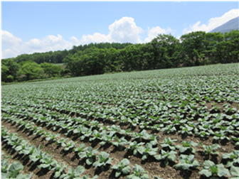 群馬県(夏秋キャベツ)
