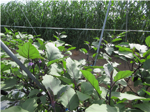 群馬県(夏秋なす)