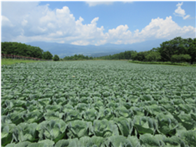 群馬県(夏秋キャベツ)