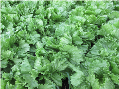 群馬県(夏秋レタス)