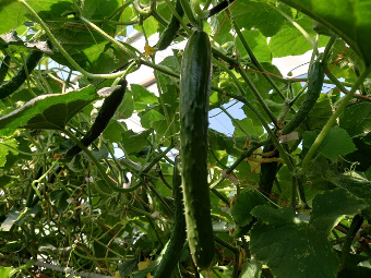長野県(夏秋きゅうり)
