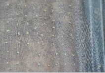 東京都(冬キャベツ)