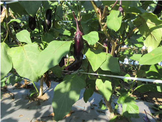 群馬県(夏秋なす)