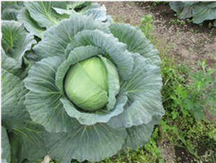 群馬県(夏秋キャベツ)
