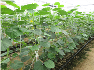 群馬県(抑制きゅうり)