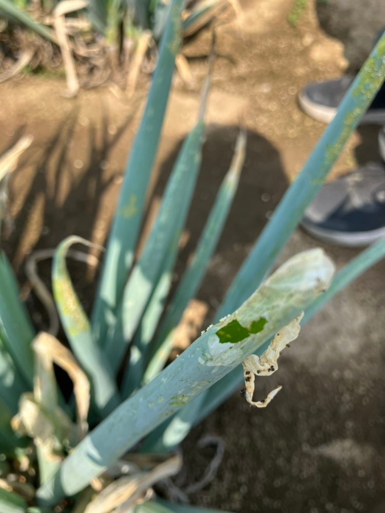 埼玉県(秋冬ねぎ)