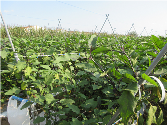 群馬県(夏秋なす)