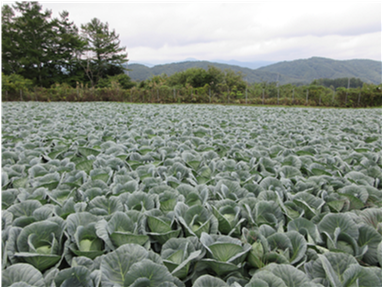 群馬県(夏秋キャベツ)