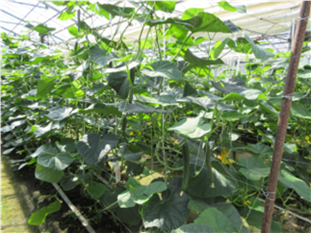 群馬県(抑制きゅうり)