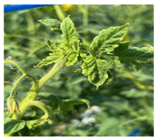 熊本県(冬春トマト)