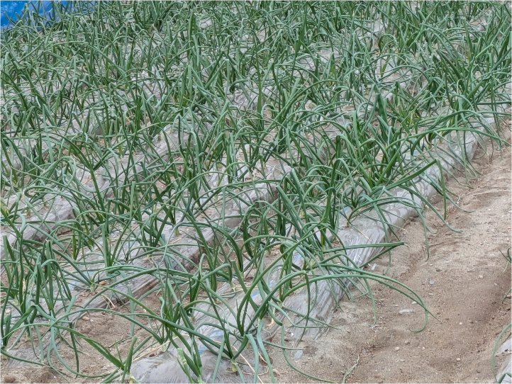 静岡県(たまねぎ)