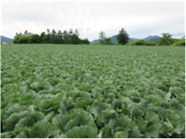 群馬県(夏秋キャベツ)