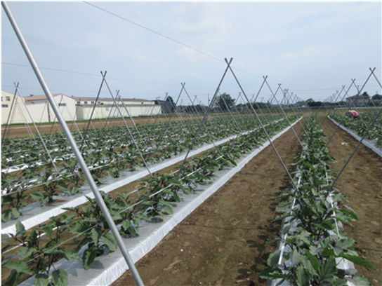 群馬県(夏秋なす)