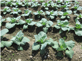 群馬県(夏秋キャベツ)