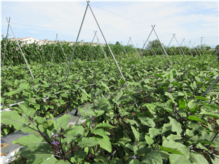 群馬県(夏秋なす)
