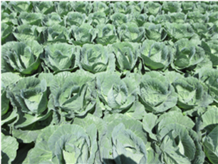 群馬県(夏秋キャベツ)