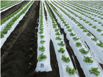 群馬県(夏秋レタス)