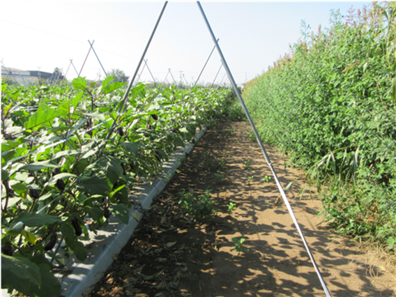 群馬県(夏秋なす)