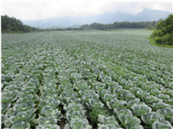 群馬県(夏秋キャベツ)