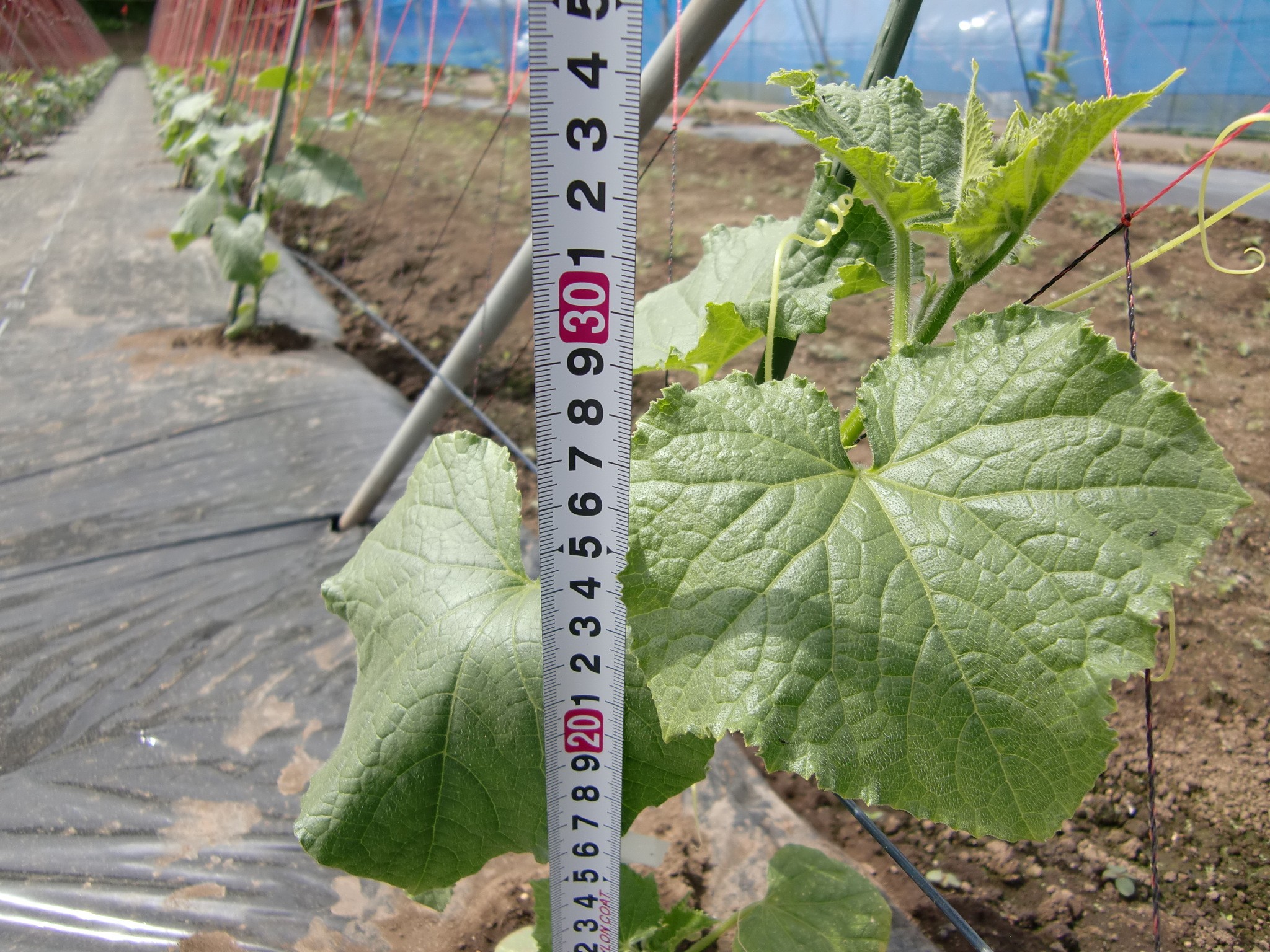 宮城県(夏秋きゅうり)