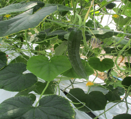 佐賀県(抑制、半促成きゅうり)