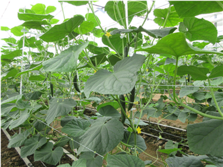 群馬県(抑制きゅうり)