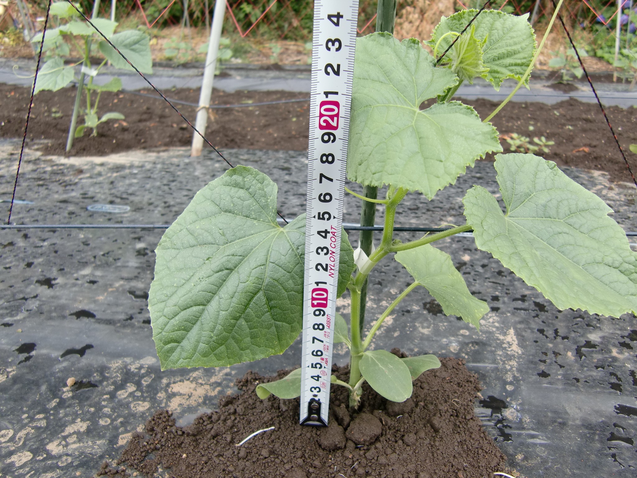 宮城県(夏秋きゅうり)